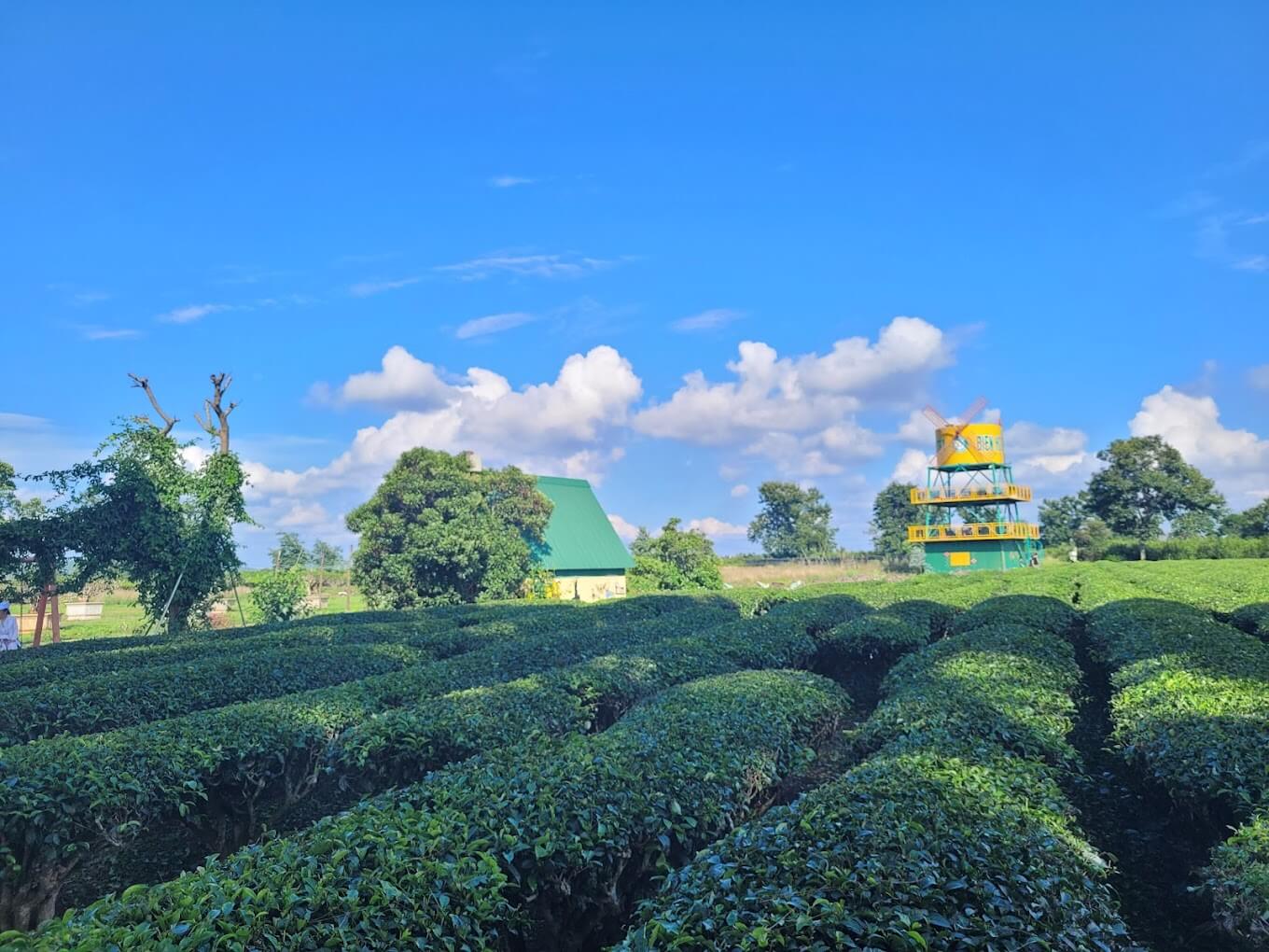Đồi chè Biển Hồ Gia Lai